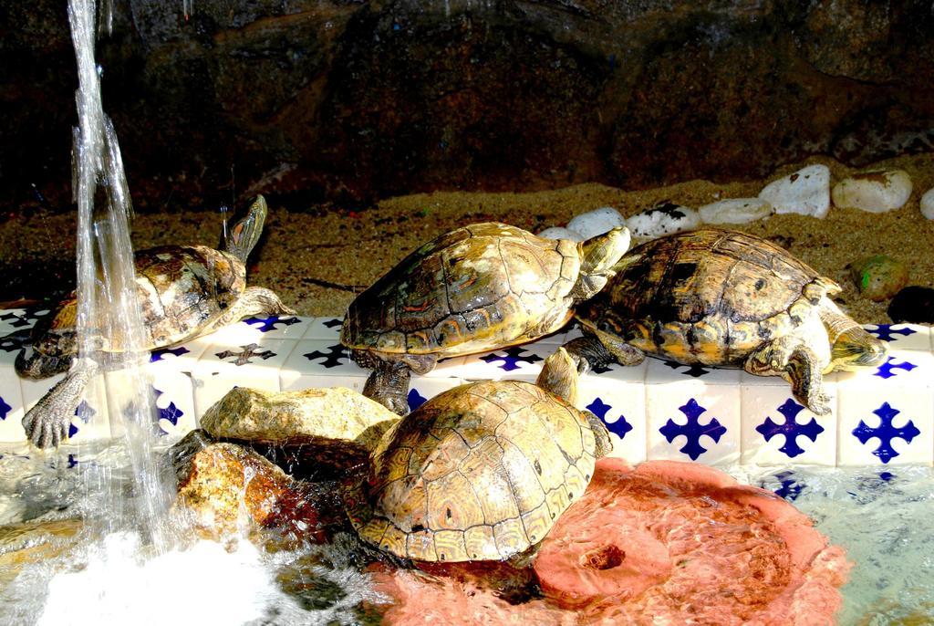 Hotel Acapulco Tortuga Eksteriør billede